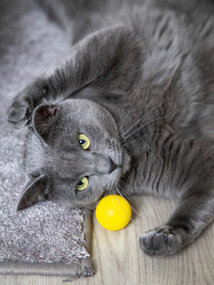 The right and wrong way to play with your cat