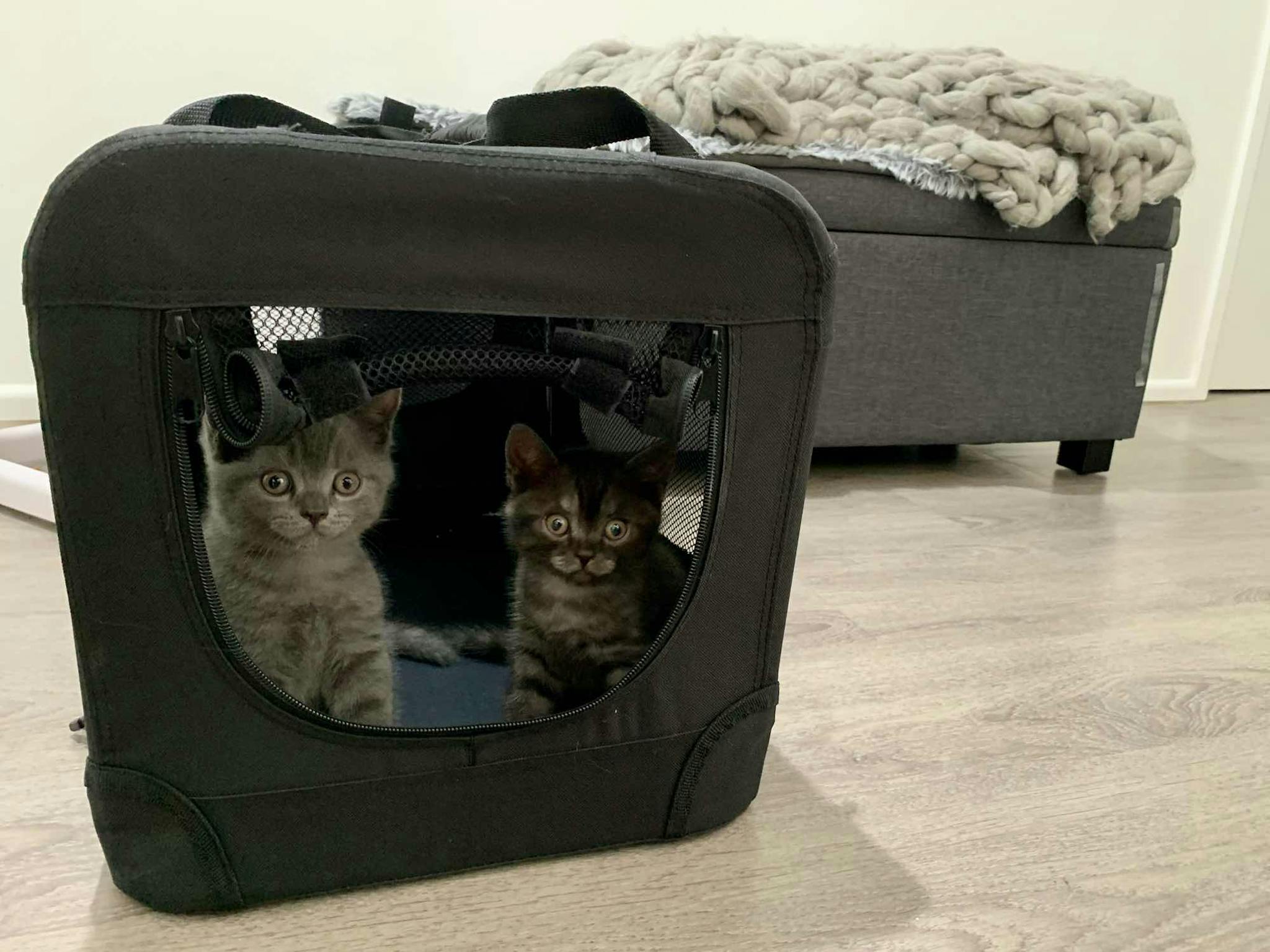 Essential items for your kitten