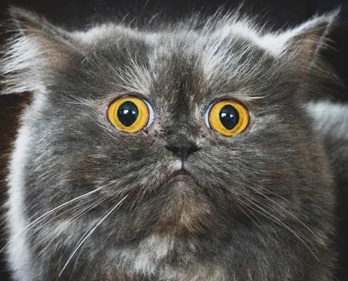 Preparing your home for a new kitten