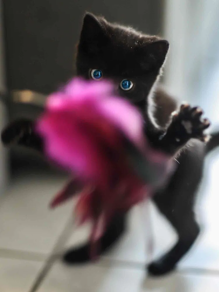 The right and wrong way to play with your cat