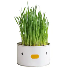 Purroom cat grass - chick