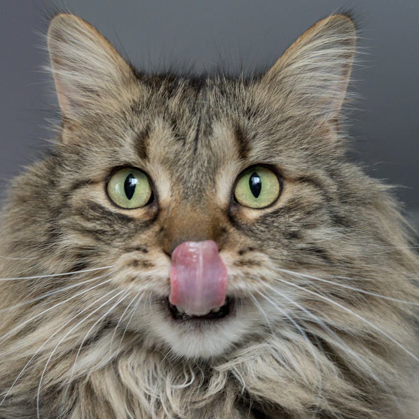 Cat licking its whiskers