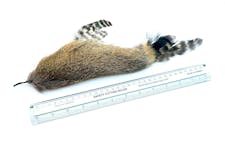 Purrs catnip infused hairy tunafish