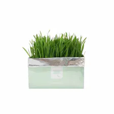 Vetreska soilless cat grass - setaria