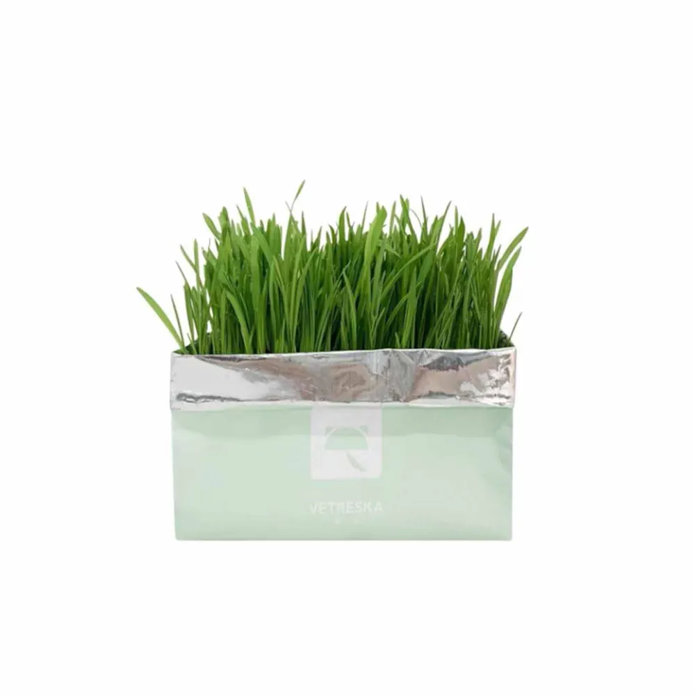 Vetreska soilless cat grass - setaria