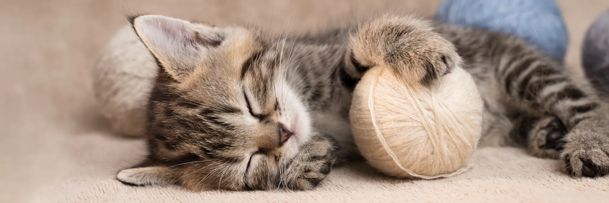Cute sleeping tabby kitten with balls of wool panoramic banner.