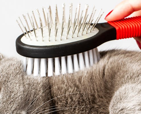 Cat enjoying being brushed with a comb