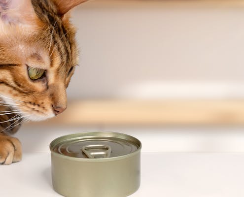 Hungry bengal cat and wet cat food on the table