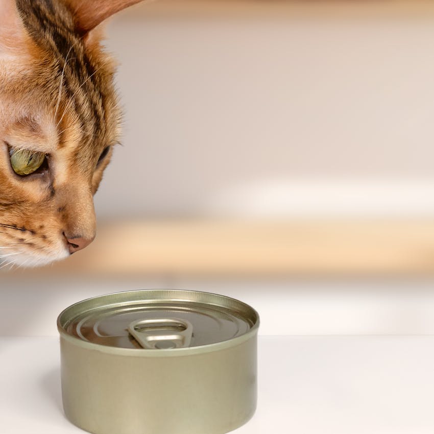Hungry bengal cat and wet cat food on the table