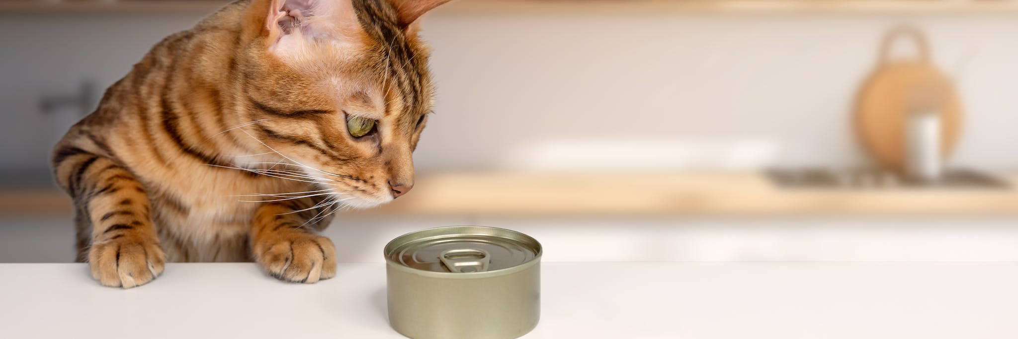 Hungry bengal cat and wet cat food on the table