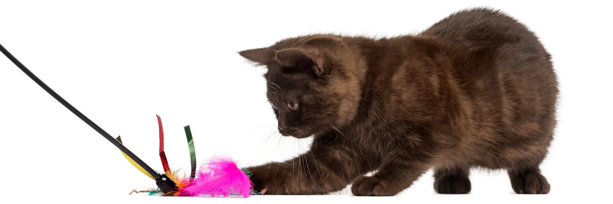 Young british shorthair kitten playing with a stick toy isolated on white