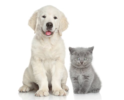 Cat and dog together in front of white background
