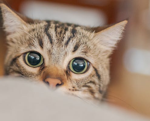 Cute short hair cat looking curious and snooping at home playing hide and seek