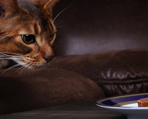 Never feed a cat these things