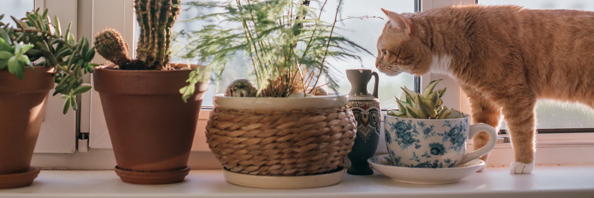 A windowsill with many pots of flowers and a cat. Close-up of pots, cacti, succulents and leafy plants on the window on a sunny day. Cat sniffing plants