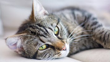 Tabby cat lying on it's side