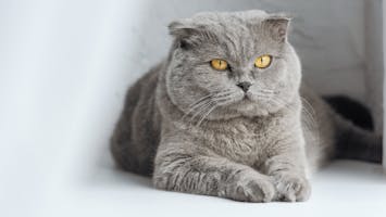 British short hair cat with yellow eyes