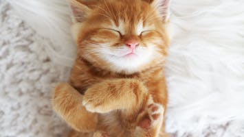 Cute little red kitten sleeps on fur white blanket