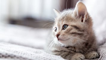 Kitten lies on grey sofa looking side on copy space
