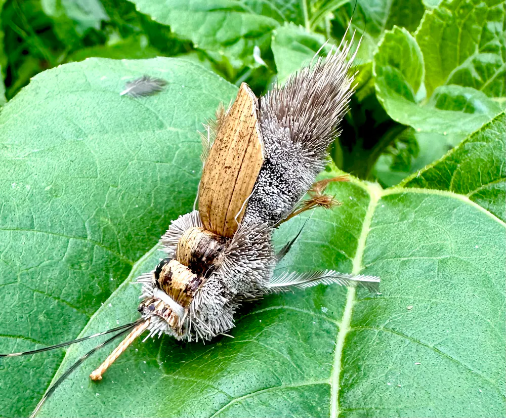 Purrs ickle cricket clipon