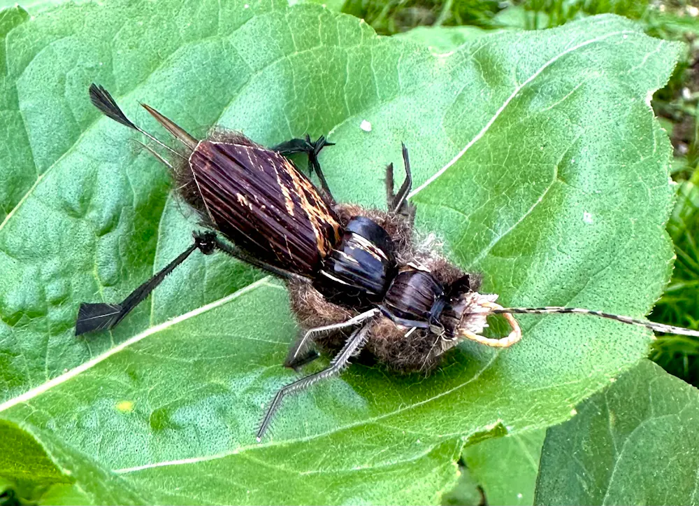 Purrs ickle cricket clipon