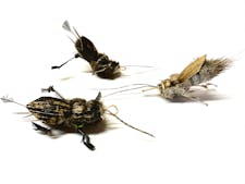 Purrs ickle cricket clipon