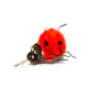 Purrs little ladybird clipon