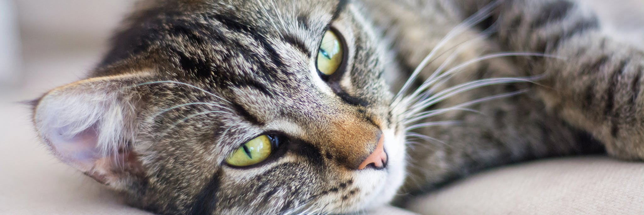 A healthy adult cat lying down with eyes open and big whiskers
