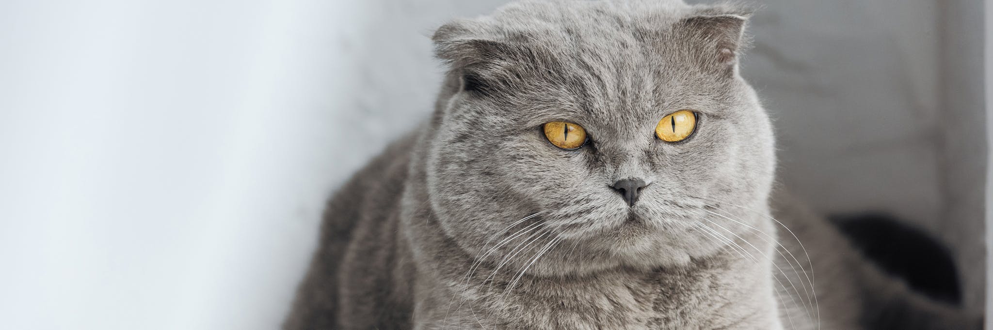 British short hair cat