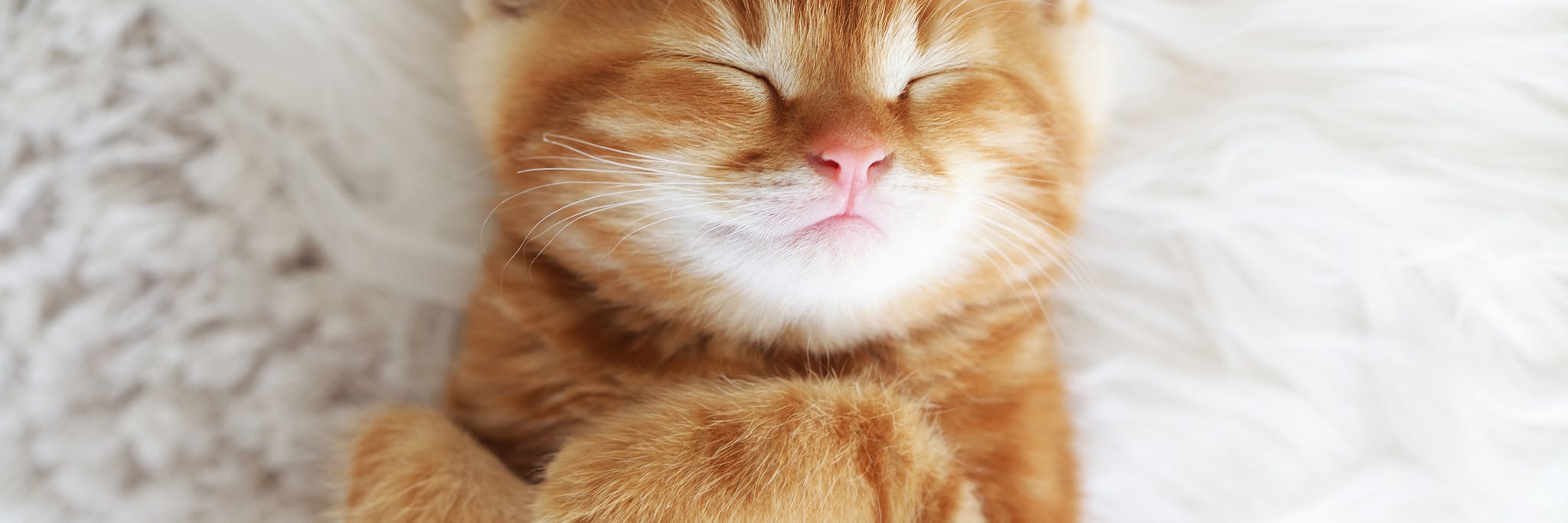 Cute little red kitten sleeps on fur white blanket