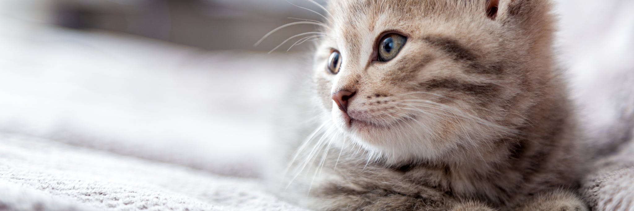 Kitten portrait. Cat lies on gray sofa looking side on copy space. Cat rest relax on bed. Pet lies at comfortable cozy home