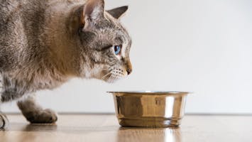 Diabetes Recipes Cat food recipes