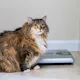 How to keep your cat healthy: nutrition, signs and vet-backed tips